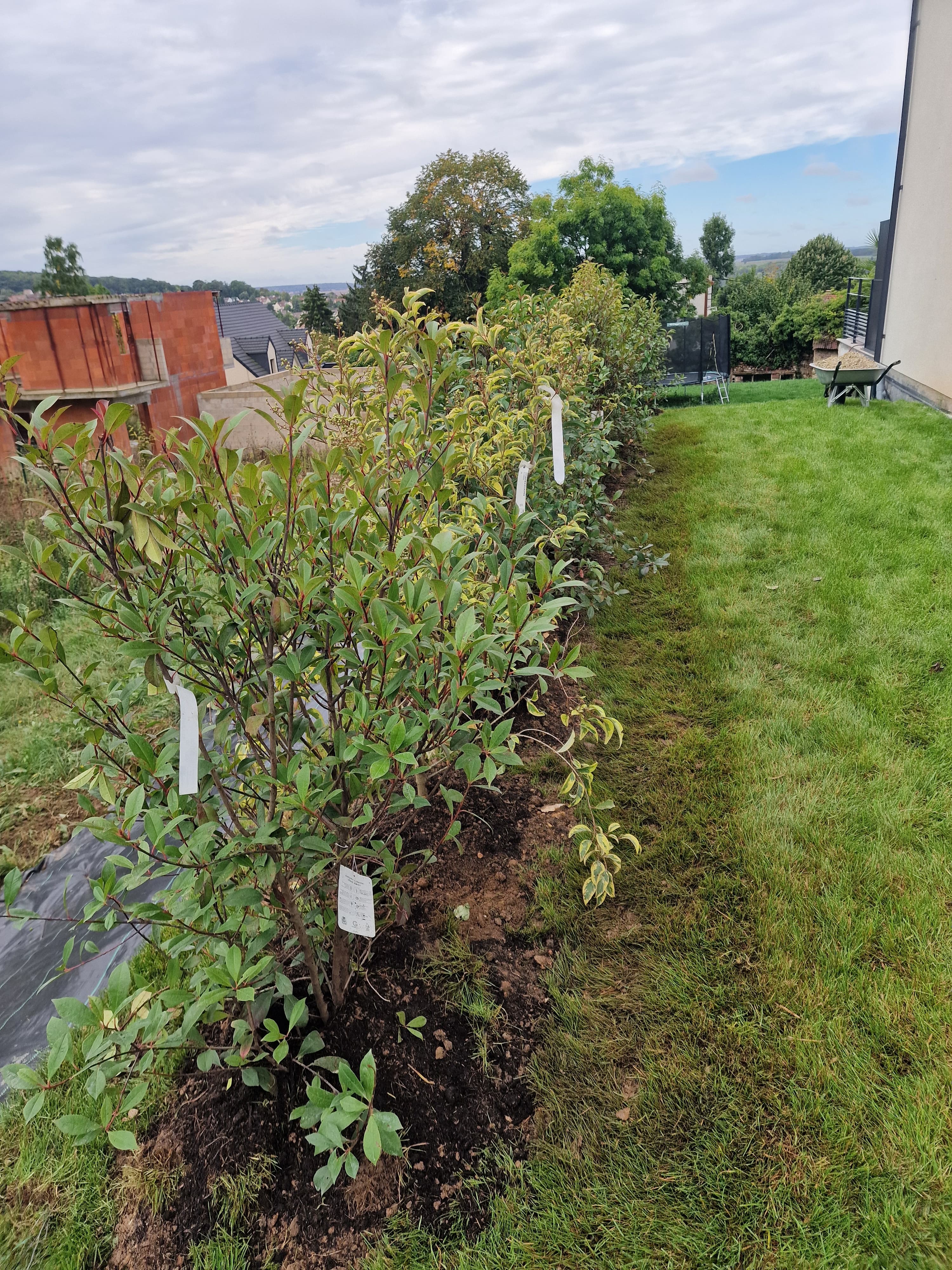 Abattage et déssouchage d'une haie